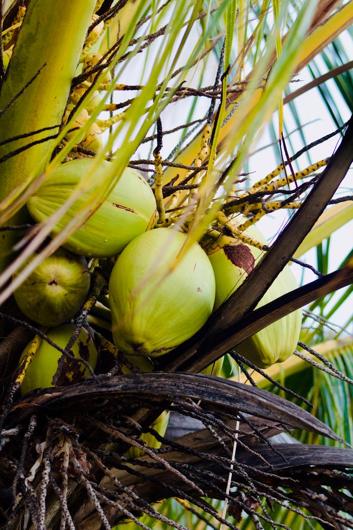 Vibrant green coconuts growing on a palm tree with detailed leaves and branches.